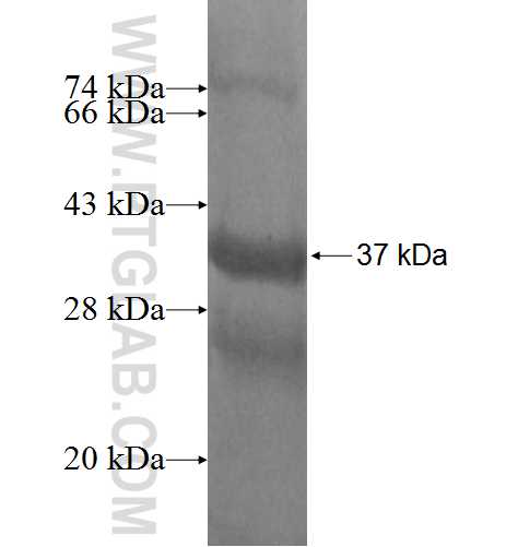 CCL14 fusion protein Ag5439 SDS-PAGE