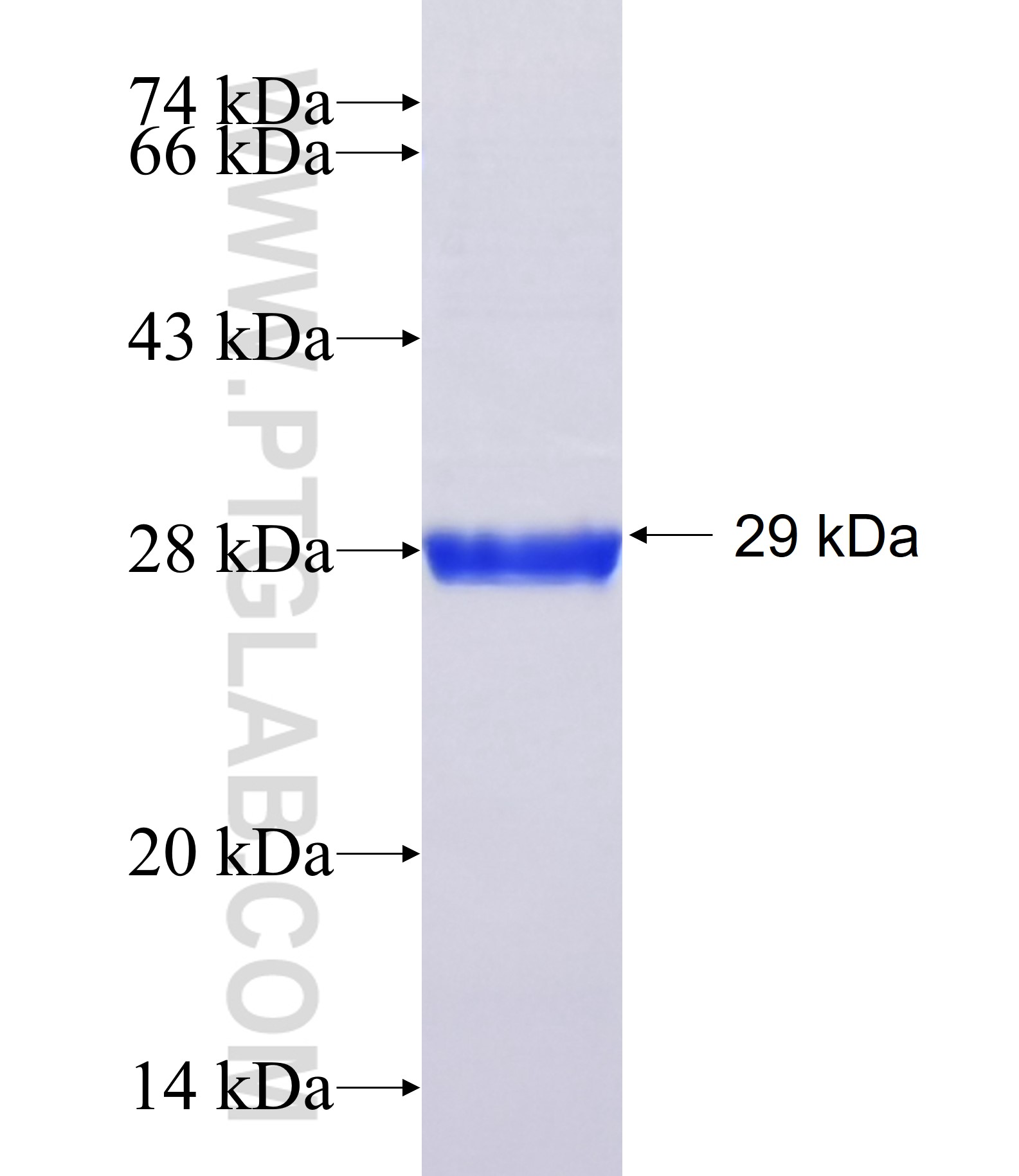 CCL15 fusion protein Ag17834 SDS-PAGE