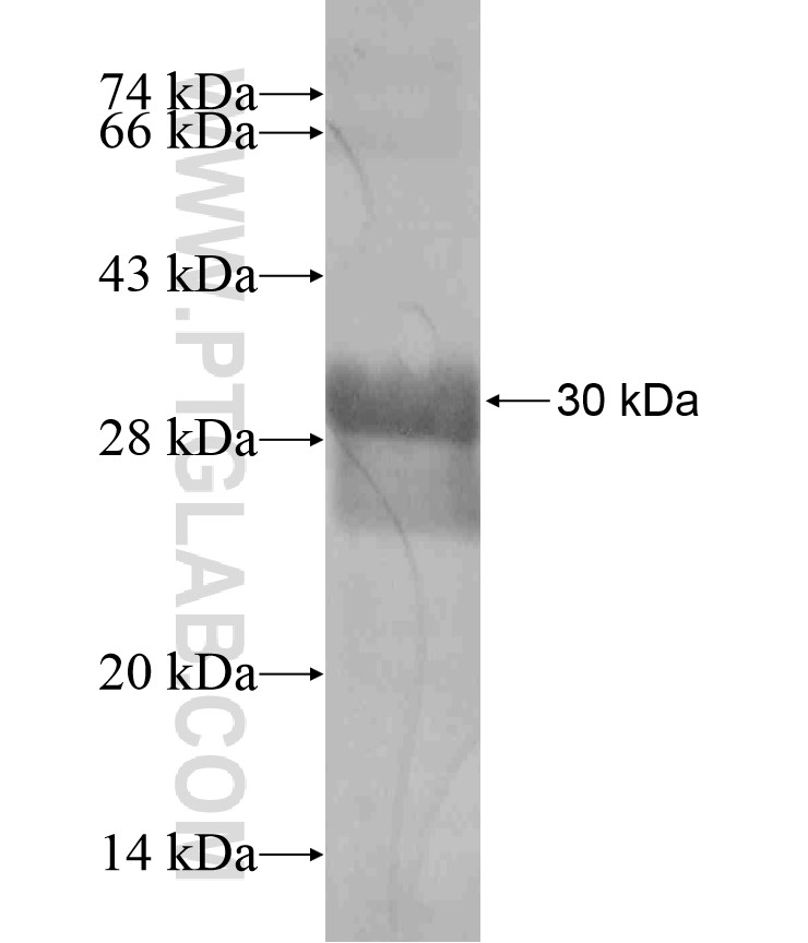 CCL17 fusion protein Ag17832 SDS-PAGE