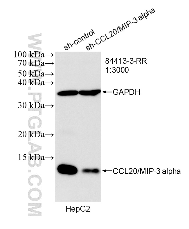 WB result of CCL20/MIP-3 alpha antibody (<a class='green' href='/productredirect?CatalogNo=84413-3-RR' target='_blank'>84413-3-RR</a>; 1:3000; incubated at room temperature for 1.5 hours) with sh-Control and sh-CCL20/MIP-3 alpha transfected HepG2 cells. This data was developed using the same antibody clone with 84413-3-PBS in a different storage buffer formulation. WB analysis of HepG2 using 84413-3-RR (same clone as 84413-3-PBS)