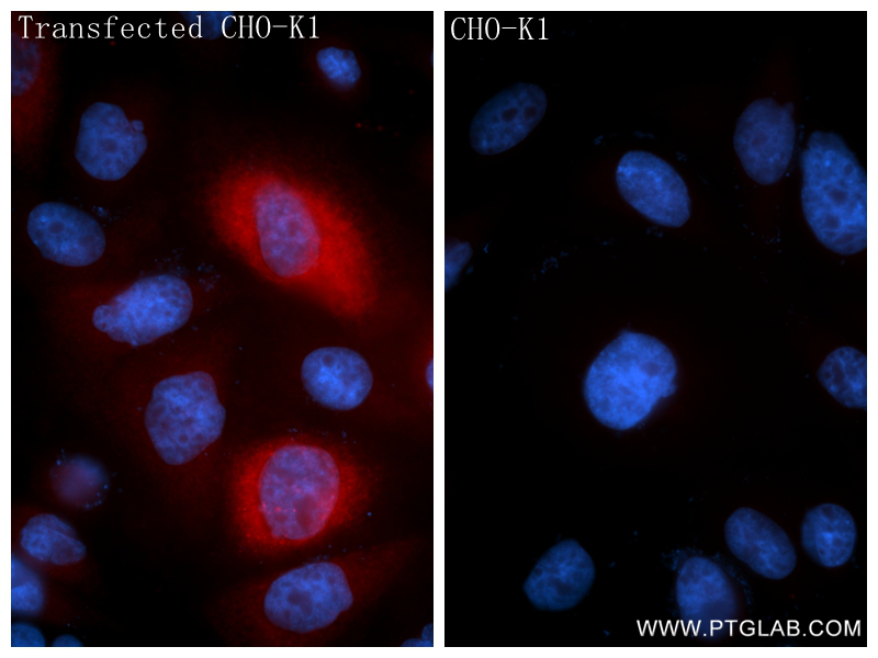 Immunofluorescent analysis of (4% PFA) fixed Transfected CHO-K1 using CCL20/MIP-3 alpha antibody (<a class='green' href='/productredirect?CatalogNo=86607-3-RR' target='_blank'>86607-3-RR</a>, Clone: 250116E12 ) at dilution of 1:400 and CoraLite®594-Conjugated Goat Anti-Rabbit IgG(H+L) (<a class='green' href='/productredirect?CatalogNo=SA00013-4' target='_blank'>SA00013-4</a>). This data was developed using the same antibody clone with 86607-3-PBS in a different storage buffer formulation. IF Staining of Transfected CHO-K1 using 86607-3-RR (same clone as 86607-3-PBS)