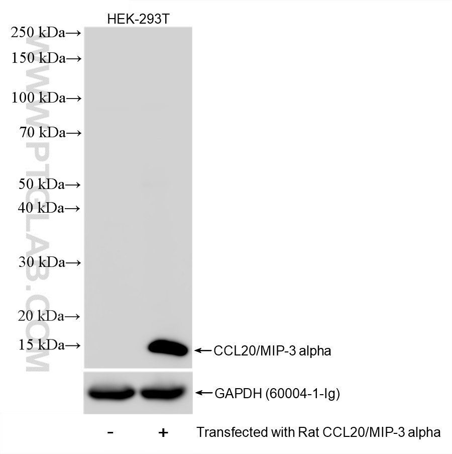 Non-transfected and rat CCL20-transfected HEK-293T cells were subjected to SDS PAGE followed by western blot with <a class='green' href='/productredirect?CatalogNo=86607-3-RR' target='_blank'>86607-3-RR</a> (CCL20/MIP-3 alpha antibody) at dilution of 1:2000 incubated at room temperature for 1.5 hours. This data was developed using the same antibody clone with 86607-3-PBS in a different storage buffer formulation. WB analysis of HEK-293T using 86607-3-RR (same clone as 86607-3-PBS)