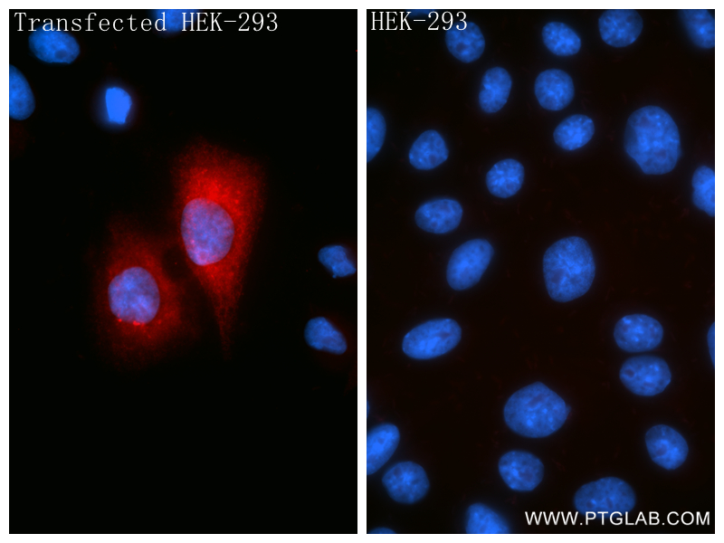 IF Staining of Transfected HEK-293 using 86916-1-RR (same clone as 86916-1-PBS)