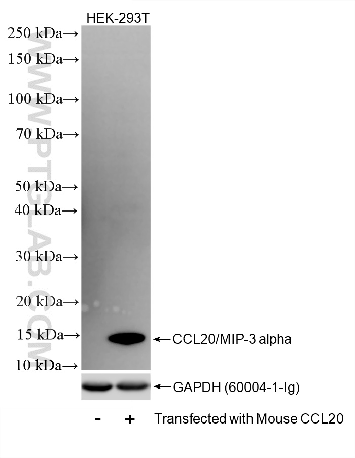 WB analysis of Transfected HEK-293T using 86916-1-RR