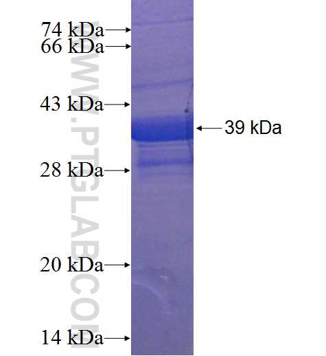 CCL21 fusion protein Ag4897 SDS-PAGE