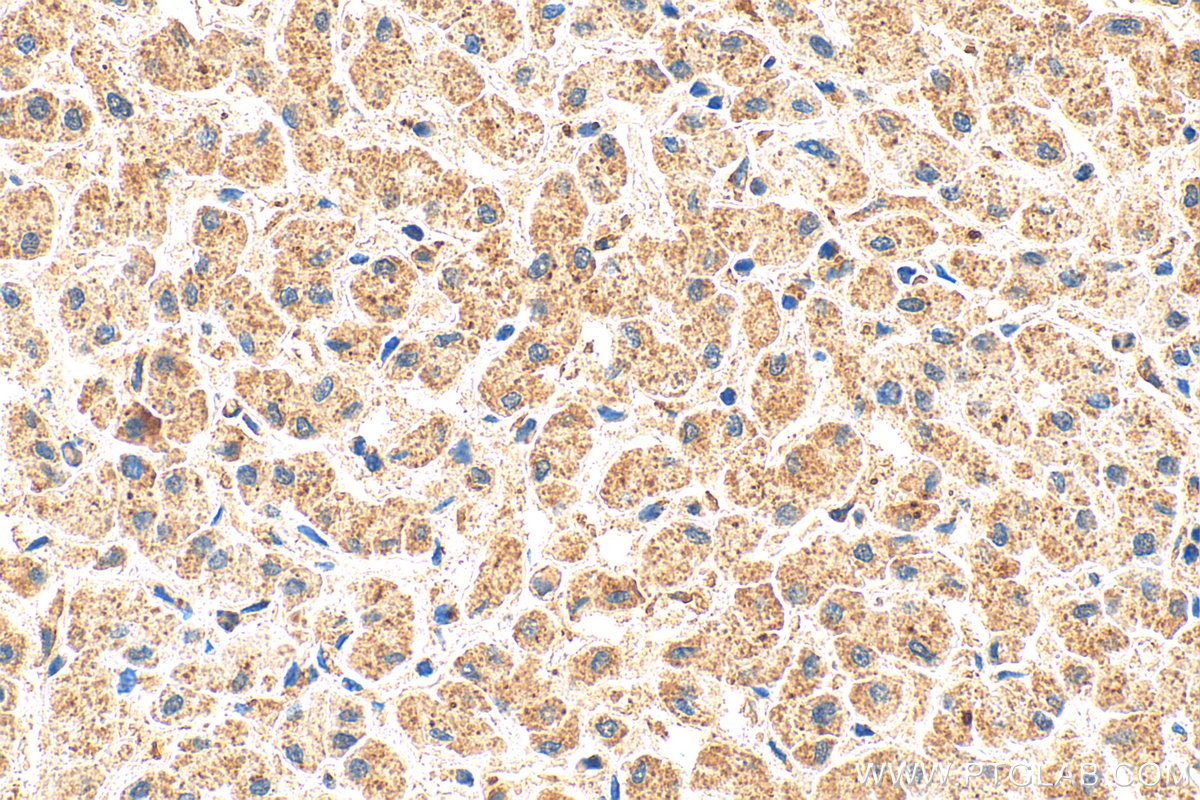 IHC staining of human liver using 17865-1-AP