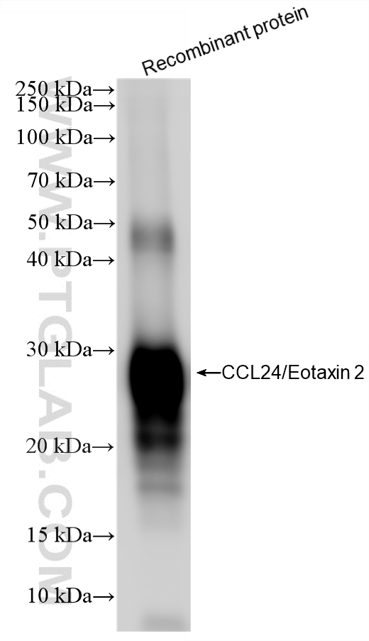 WB analysis of Recombinant protein using 86287-3-RR (same clone as 86287-3-PBS)