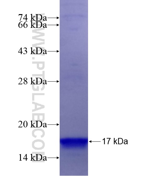 CCL25 fusion protein Ag19051 SDS-PAGE