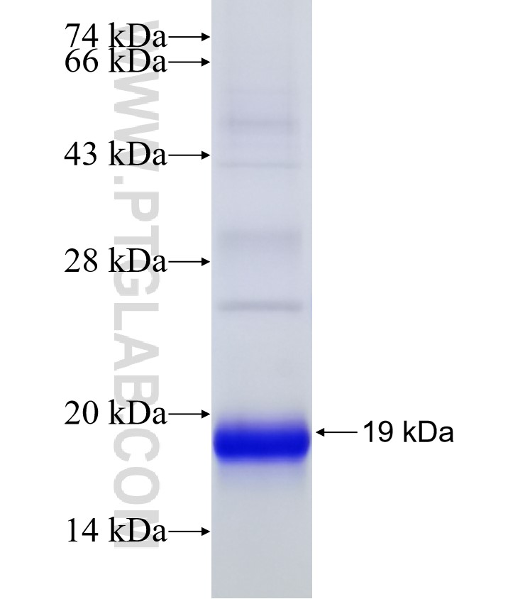 CCL28 fusion protein Ag12920 SDS-PAGE