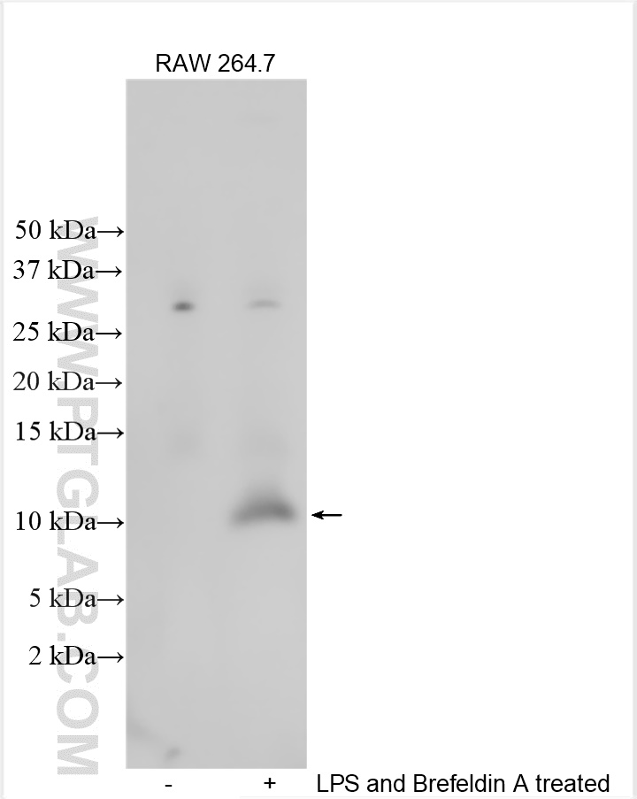 WB analysis using 32190-1-AP