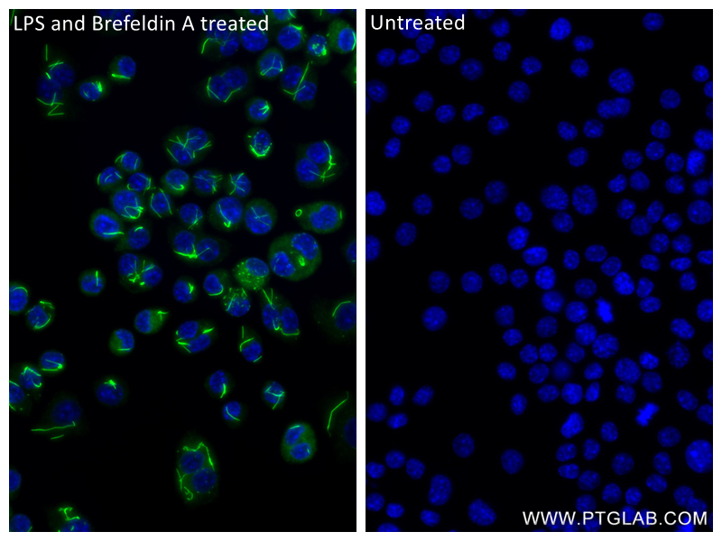 IF Staining of RAW 264.7 using 84701-1-RR (same clone as 84701-1-PBS)
