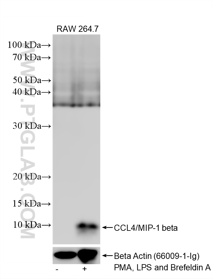 WB analysis of RAW 264.7 using 87439-1-RR (same clone as 87439-1-PBS)