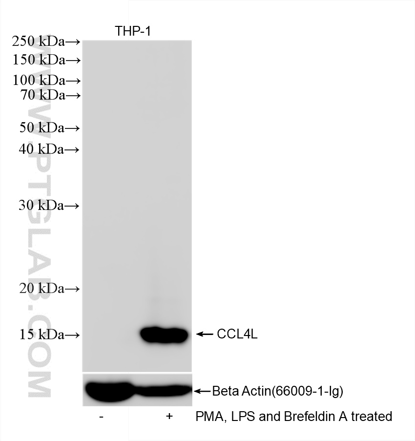 WB analysis of THP-1 using 87376-1-RR (same clone as 87376-1-PBS)