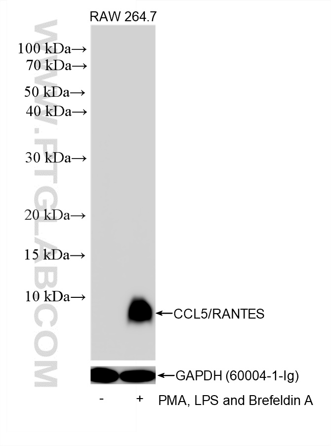 WB analysis using 87060-4-RR (same clone as 87060-4-PBS) WB analysis using 87060-4-RR (same clone as 87060-4-PBS)