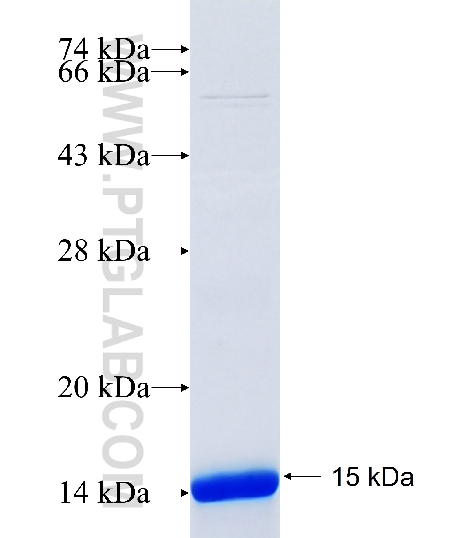 CCL7 fusion protein Ag34910 SDS-PAGE