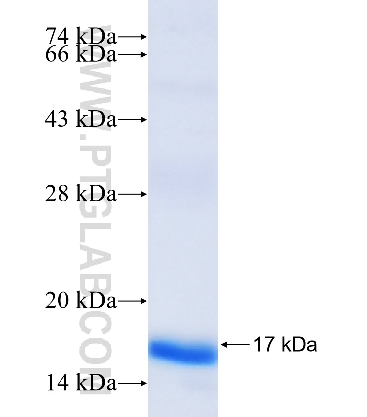 CCL7 fusion protein Ag17681 SDS-PAGE