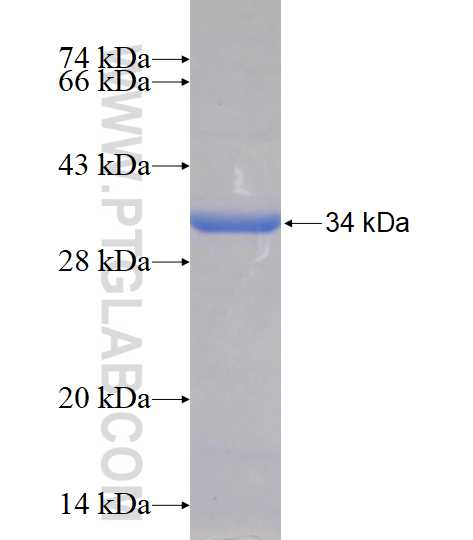 CCNA1 fusion protein Ag14411 SDS-PAGE