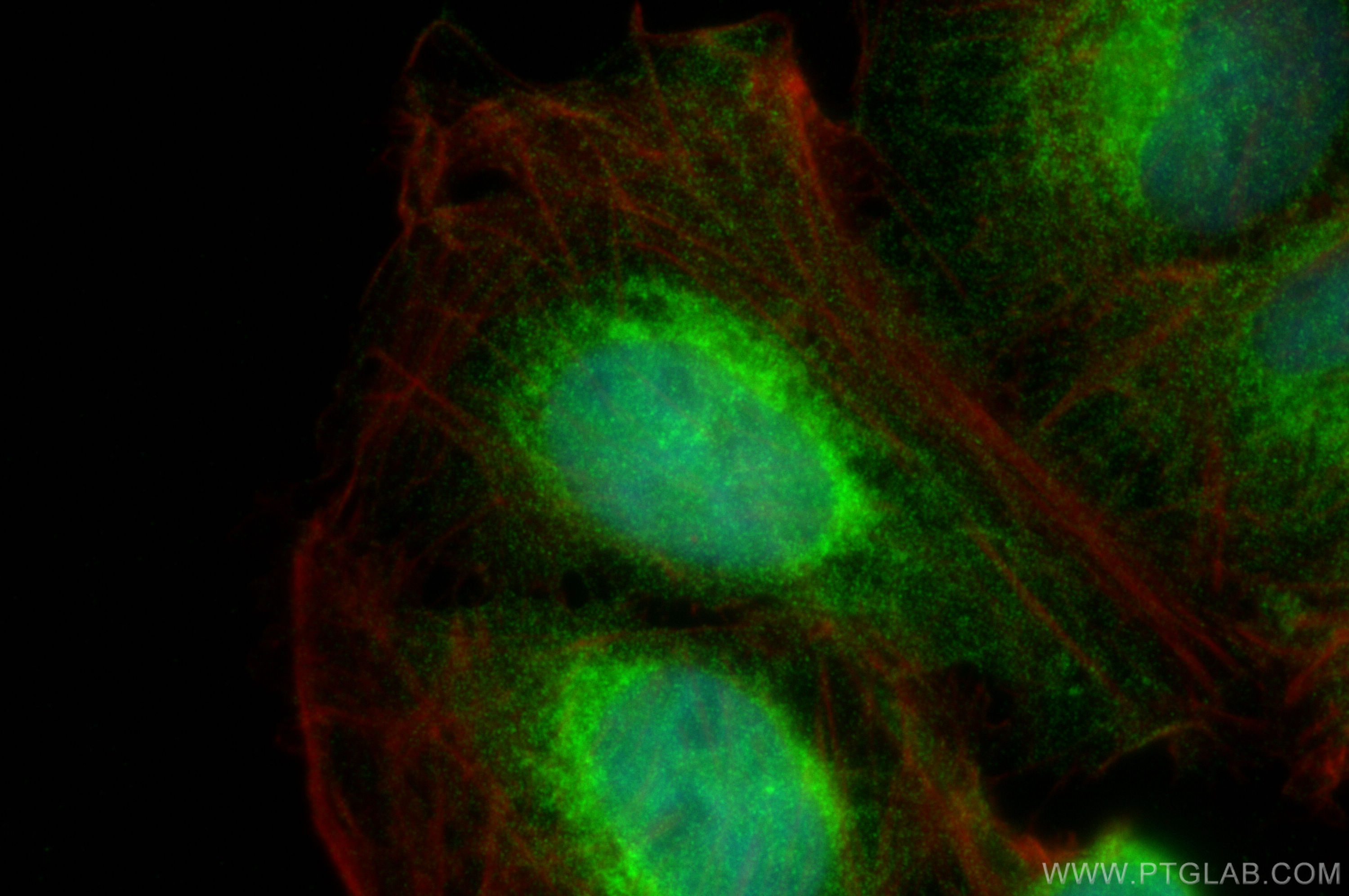 IF Staining of U2OS using 55004-1-AP