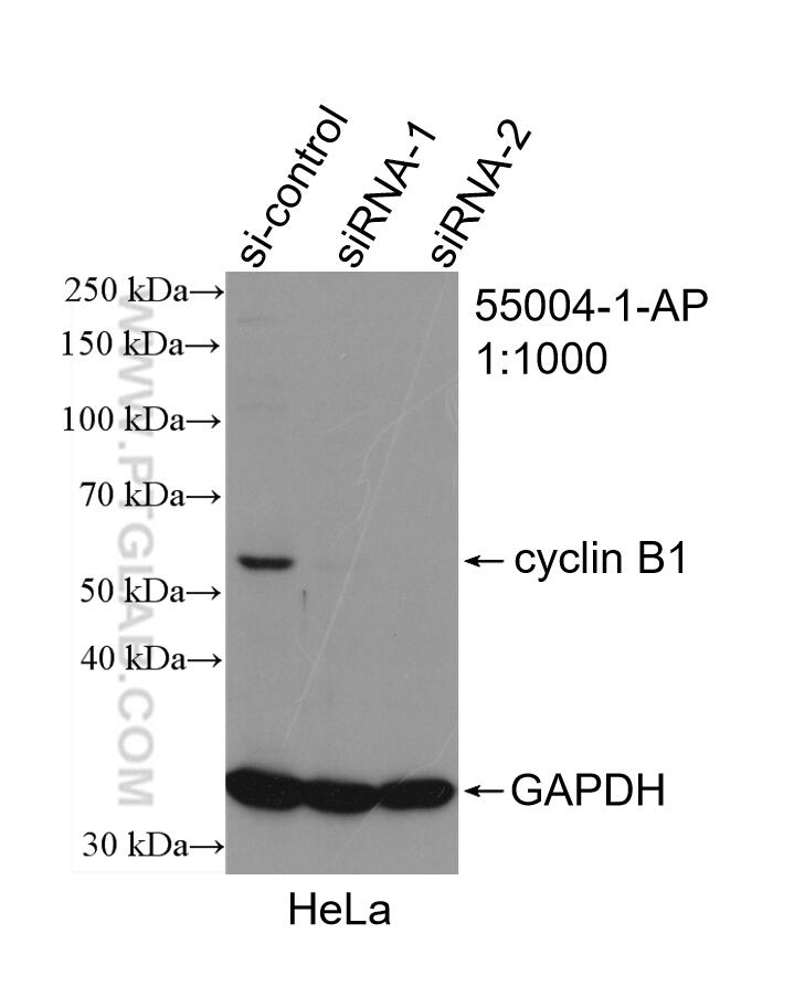 WB analysis of HeLa using 55004-1-AP