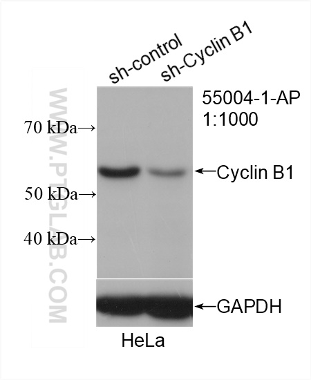 WB analysis of HeLa using 55004-1-AP