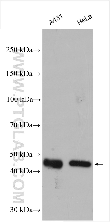 WB analysis using 21644-1-AP