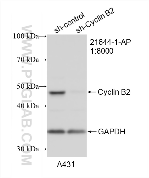 WB analysis of A431 using 21644-1-AP