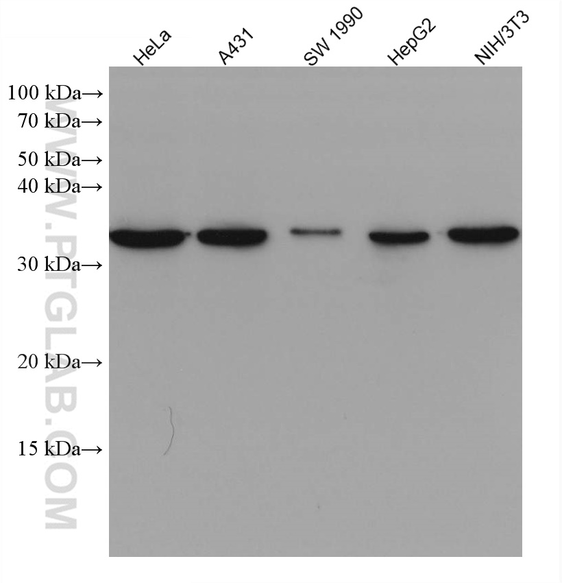 WB analysis using 60186-1-Ig