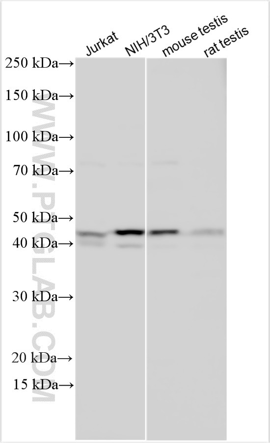 WB analysis using 30768-1-AP