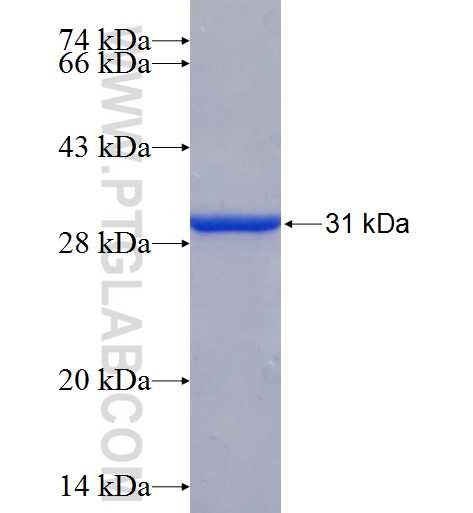CCNG1 fusion protein Ag24563 SDS-PAGE CCNG1 fusion protein Ag24563 SDS-PAGE