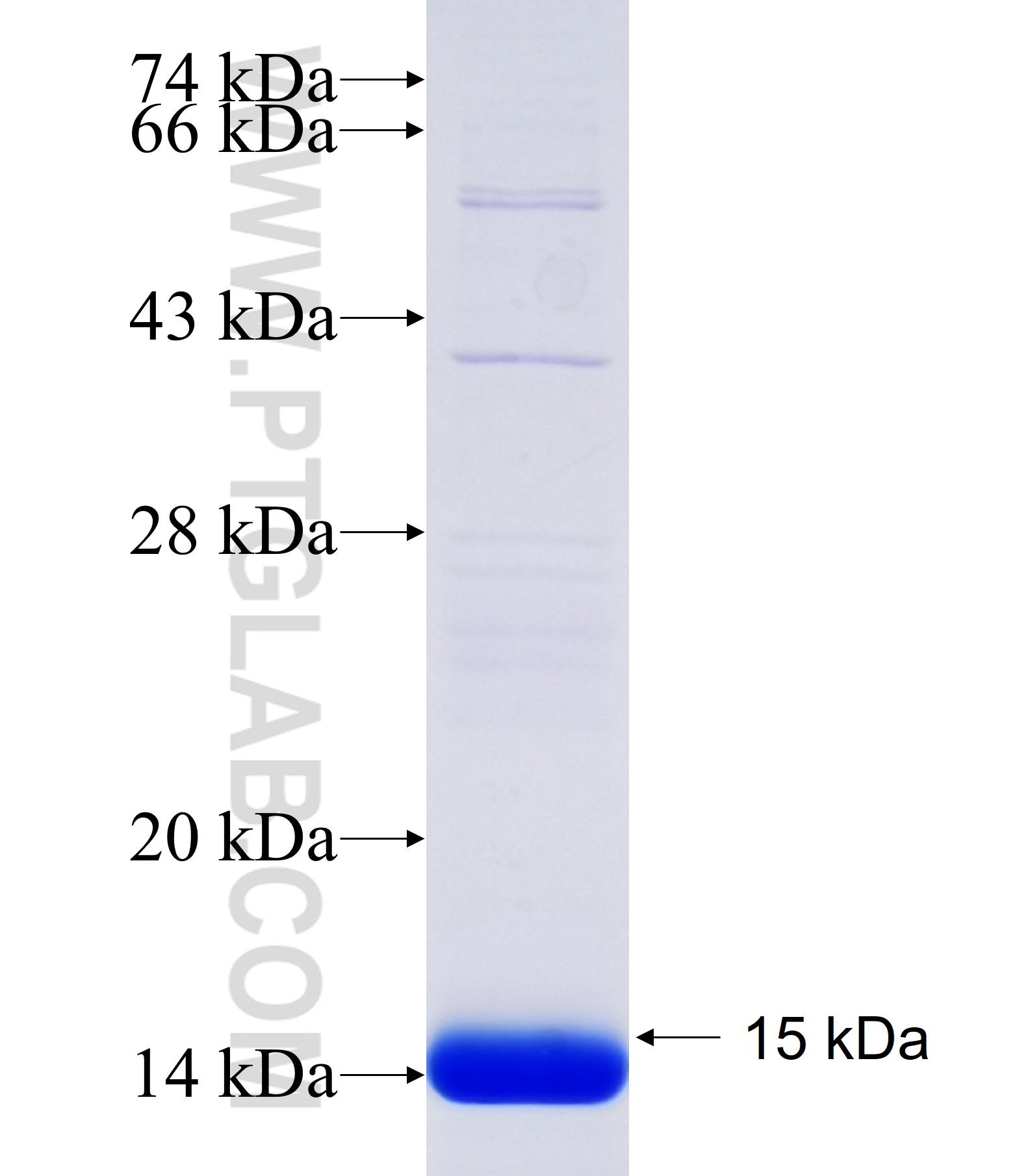 CCNG1 fusion protein Ag34473 SDS-PAGE