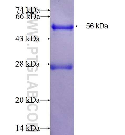 CCNG1 fusion protein Ag1157 SDS-PAGE