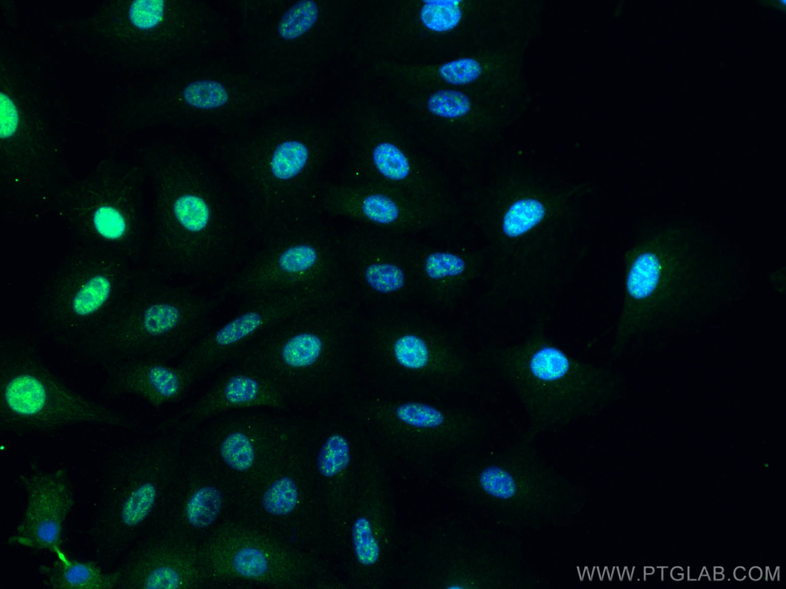 IF Staining of A549 using 18042-1-AP