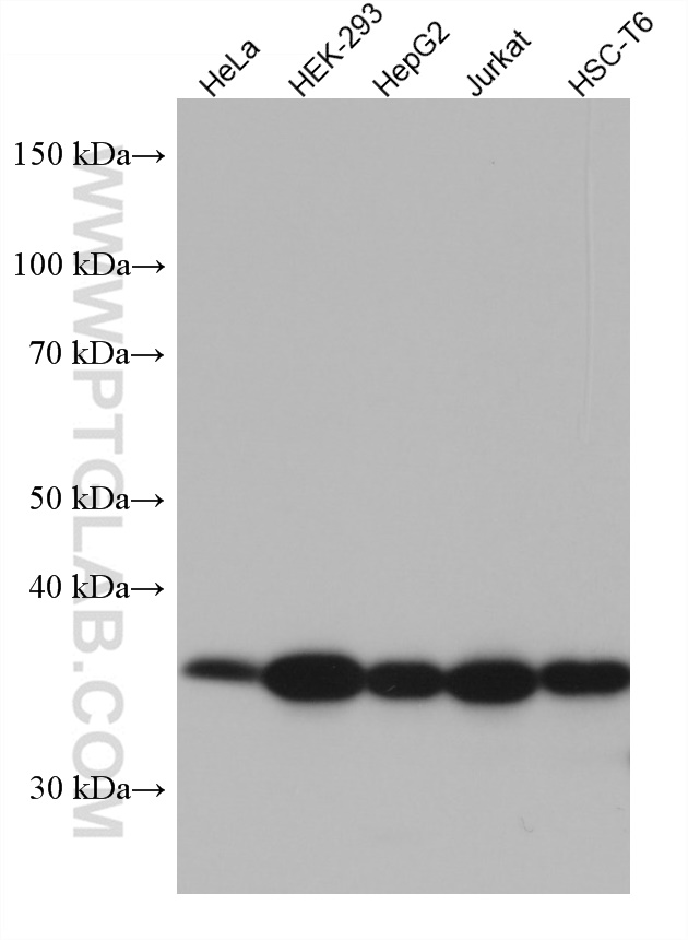WB analysis using 66865-1-Ig