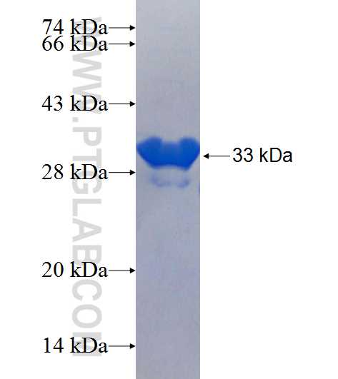 CCNYL1 fusion protein Ag25583 SDS-PAGE