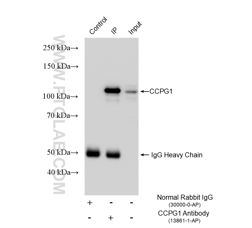 IP experiment of HepG2 using 13861-1-AP