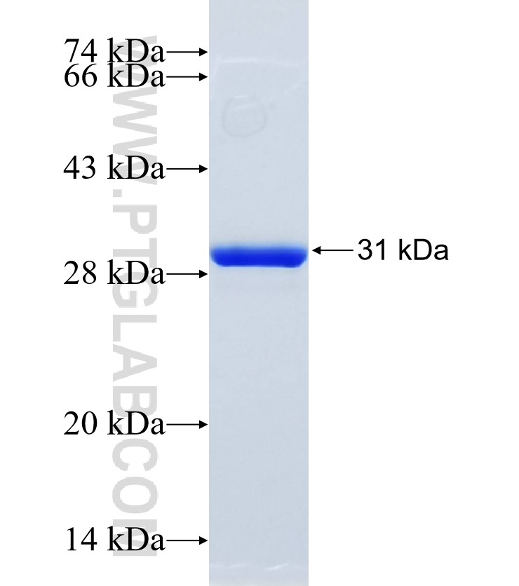 CCR2 fusion protein Ag33071 SDS-PAGE