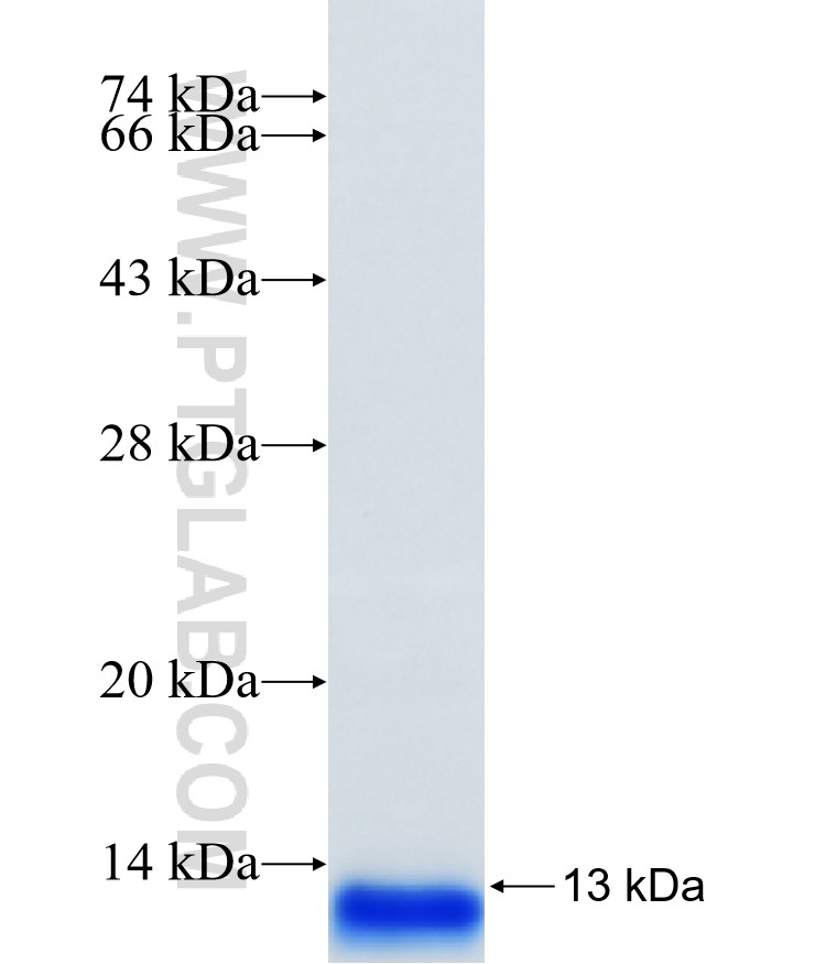 CCR2 fusion protein Ag33120 SDS-PAGE CCR2 fusion protein Ag33120 SDS-PAGE