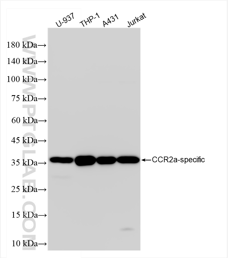 CCR2a-specific