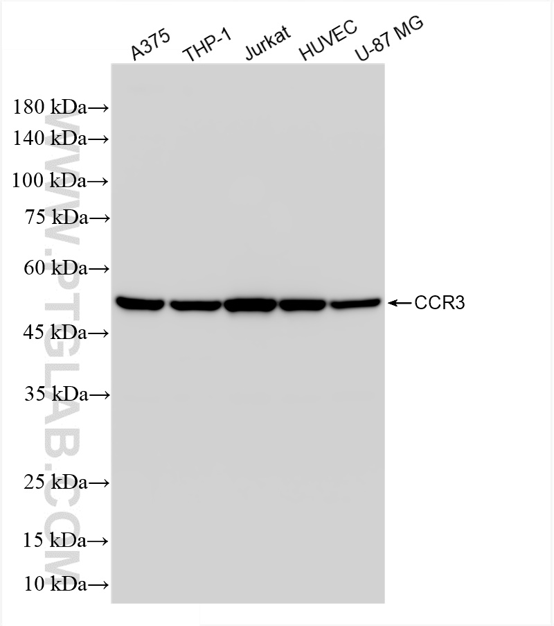 WB analysis using 86038-1-RR (same clone as 86038-1-PBS)