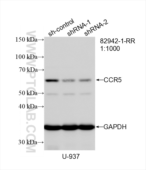 WB analysis of U-937 using 82942-1-RR