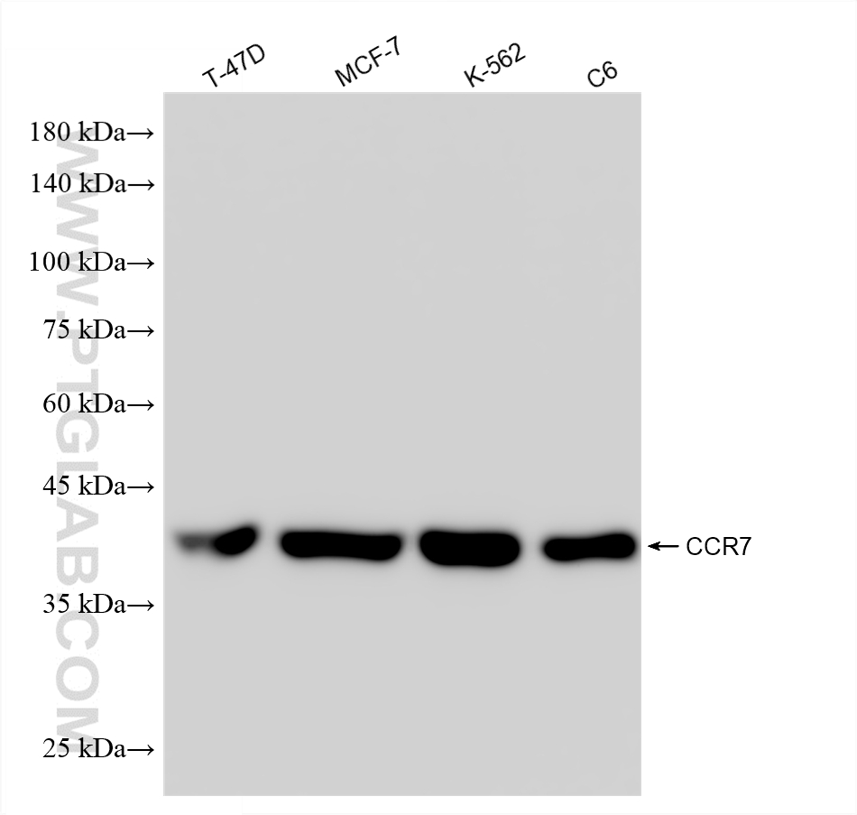 WB analysis using 86180-5-RR (same clone as 86180-5-PBS) WB analysis using 86180-5-RR (same clone as 86180-5-PBS)