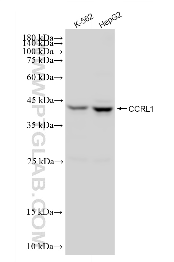 WB analysis using 87796-1-RR (same clone as 87796-1-PBS)