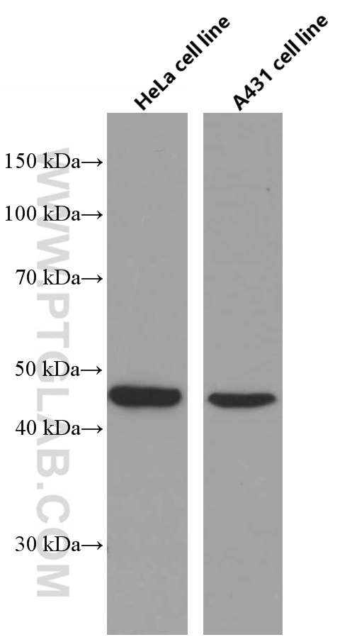 WB analysis of HeLa using 66611-1-Ig