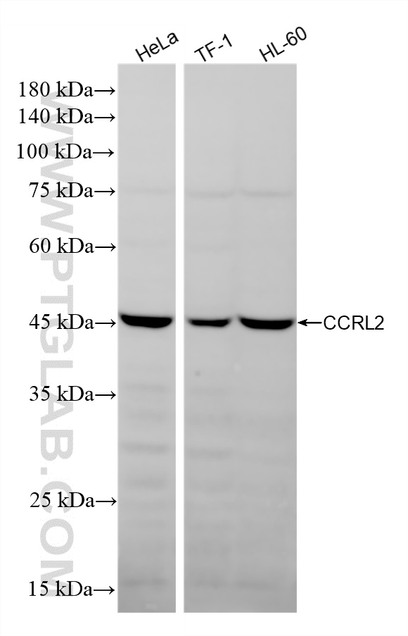 Various lysates were subjected to SDS PAGE followed by western blot with <a class='green' href='/productredirect?CatalogNo=87505-1-RR' target='_blank'>87505-1-RR</a> (CCRL2 antibody) at dilution of 1:4000 incubated at room temperature for 1.5 hours. This data was developed using the same antibody clone with 87505-1-PBS in a different storage buffer formulation. WB analysis using 87505-1-RR (same clone as 87505-1-PBS)
