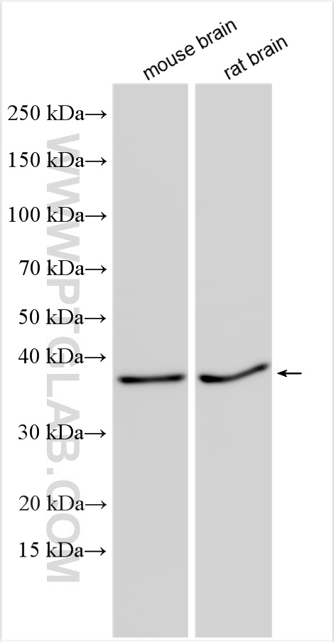 WB analysis using 28644-1-AP