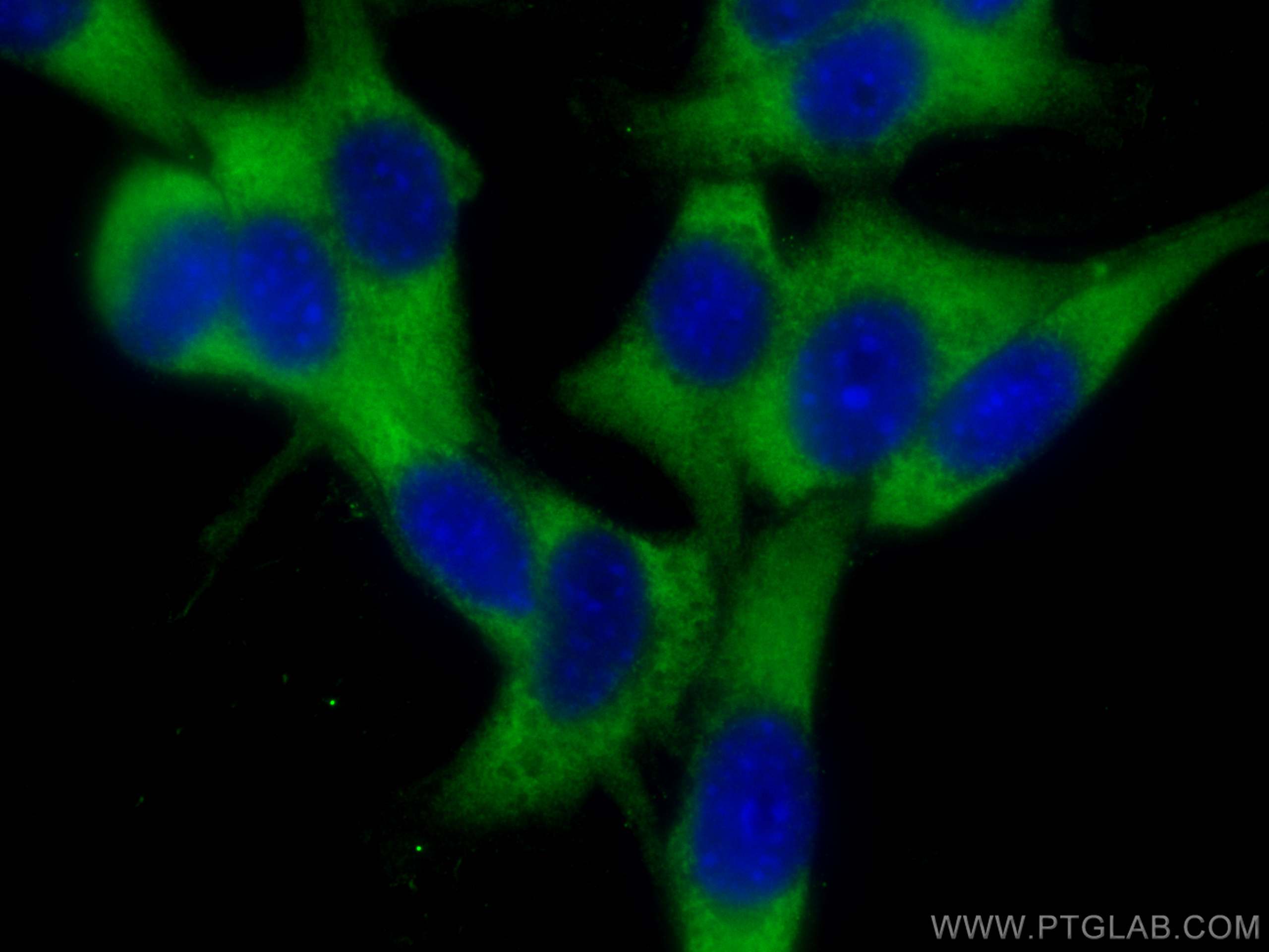 IF Staining of NIH/3T3 using 24896-1-AP