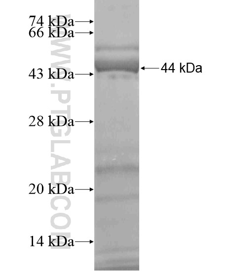 CCT2 fusion protein Ag19264 SDS-PAGE