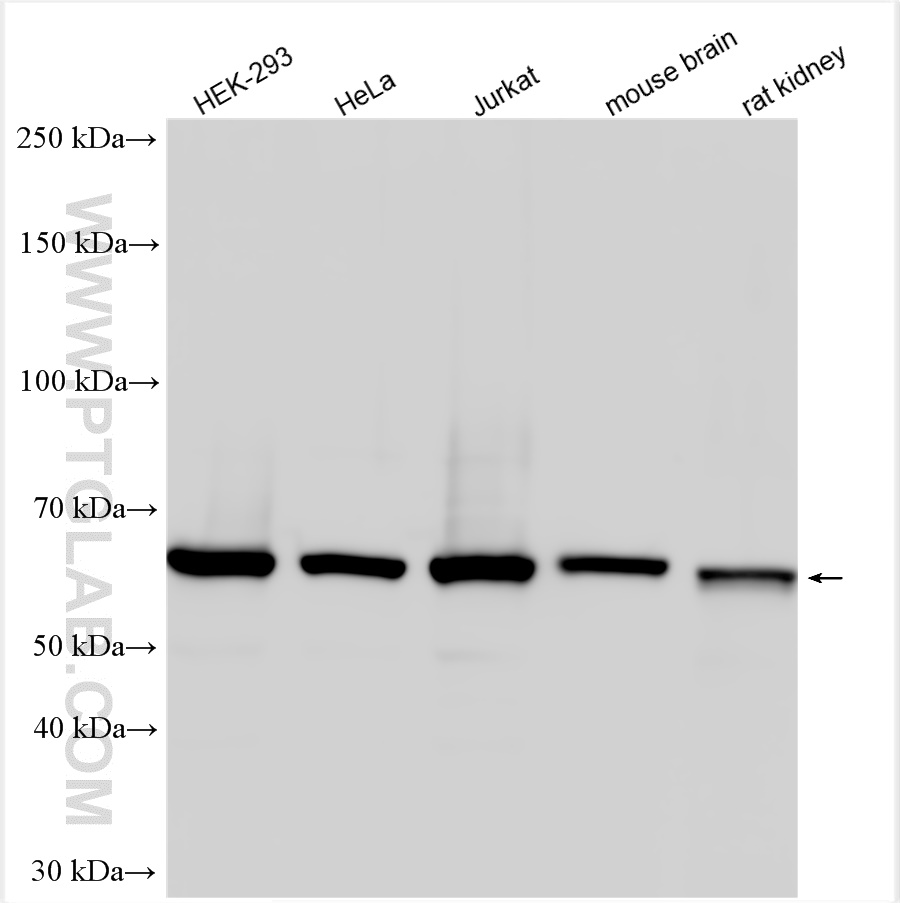 WB analysis using 10571-1-AP