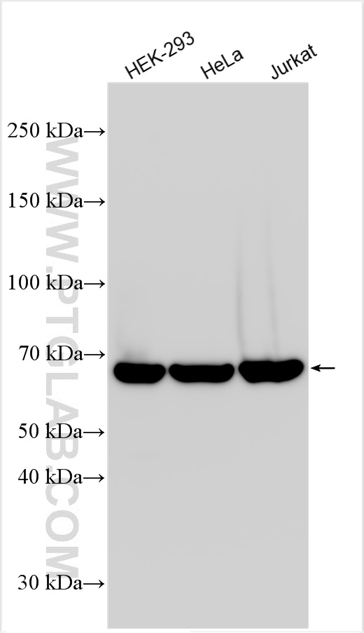 Various lysates were subjected to SDS PAGE followed by western blot with 10571-1-AP (CCT3 antibody) at dilution of 1:20000 incubated at room temperature for 1.5 hours. WB analysis using 10571-1-AP