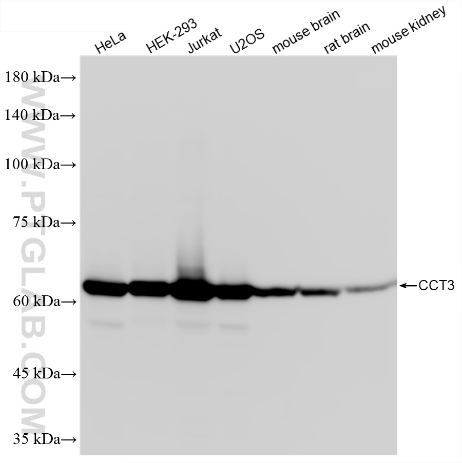 WB analysis using 87920-1-RR (same clone as 87920-1-PBS) WB analysis using 87920-1-RR (same clone as 87920-1-PBS)